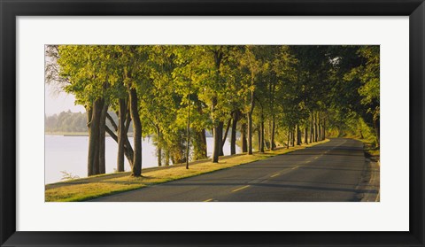 Framed Trees along a road, Lake Washington Boulevard, Seattle, Washington State, USA Print