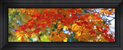 Framed Fall Foliage, Guilford, Baltimore City, Maryland, USA Print