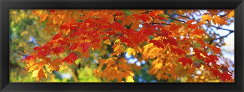 Framed Fall Foliage, Guilford, Baltimore City, Maryland, USA Print