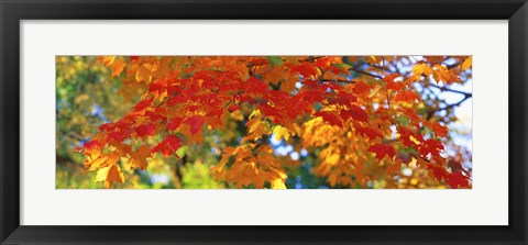 Framed Fall Foliage, Guilford, Baltimore City, Maryland, USA Print