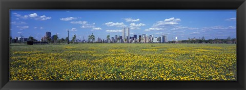 Framed Yellow Flowers in a park with Manhattan in the background, New York City Print