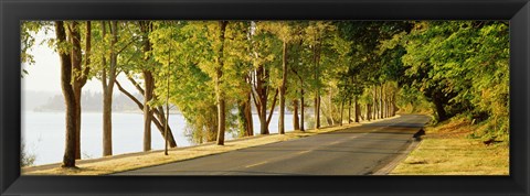 Framed Trees on both sides of a road, Lake Washington Boulevard, Seattle, Washington State, USA Print