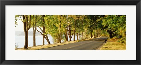 Framed Trees on both sides of a road, Lake Washington Boulevard, Seattle, Washington State, USA Print