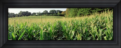 Framed Cornfield, Baltimore County, Maryland, USA Print