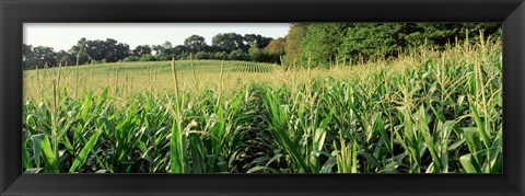 Framed Cornfield, Baltimore County, Maryland, USA Print