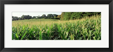 Framed Cornfield, Baltimore County, Maryland, USA Print