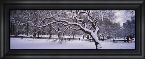 Framed Trees covered with snow in a park, Central Park, New York City, New York state, USA Print