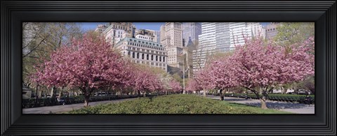 Framed Cherry Trees, Battery Park, NYC, New York City, New York State, USA Print