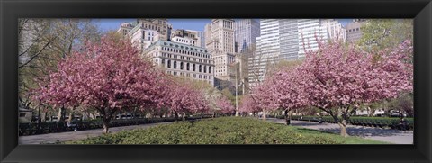 Framed Cherry Trees, Battery Park, NYC, New York City, New York State, USA Print