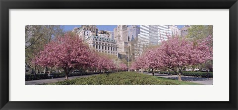 Framed Cherry Trees, Battery Park, NYC, New York City, New York State, USA Print