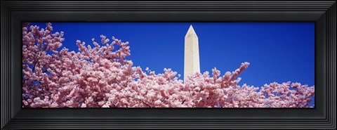 Framed Washington Monument and cherry blossoms, Washington DC Print