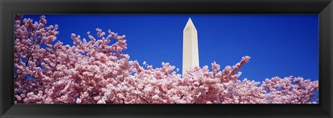 Framed Washington Monument and cherry blossoms, Washington DC Print