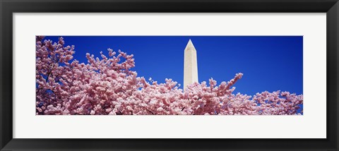 Framed Washington Monument and cherry blossoms, Washington DC Print