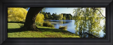 Framed Willow Tree By A Lake, Green Lake, Seattle, Washington State, USA Print