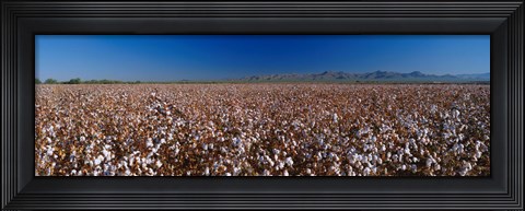 Framed Cotton Field Print