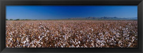 Framed Cotton Field Print