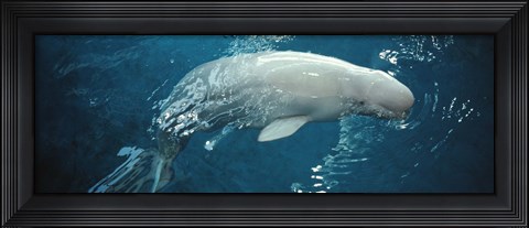 Framed Close-up of a Beluga whale in an aquarium, Shedd Aquarium, Chicago, Illinois, USA Print