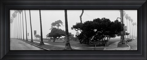 Framed Palm Trees And Fog, San Diego, California Print