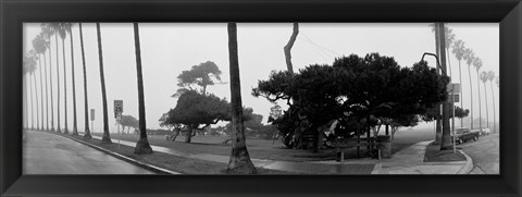 Framed Palm Trees And Fog, San Diego, California Print