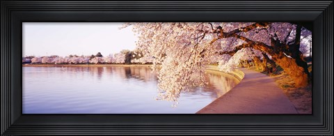 Framed Tidal Basin, Washington DC, District Of Columbia, USA Print