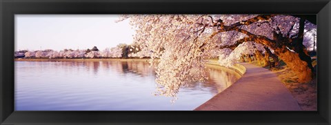 Framed Tidal Basin, Washington DC, District Of Columbia, USA Print