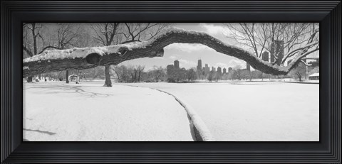 Framed Bare trees in a park, Lincoln Park, Chicago, Illinois, USA Print
