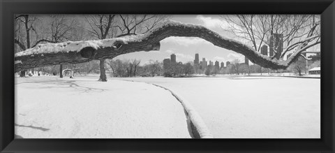 Framed Bare trees in a park, Lincoln Park, Chicago, Illinois, USA Print