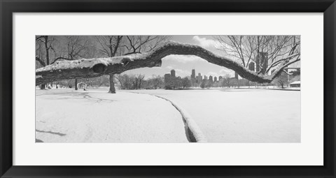 Framed Bare trees in a park, Lincoln Park, Chicago, Illinois, USA Print