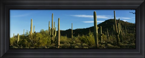Framed Cactus Print