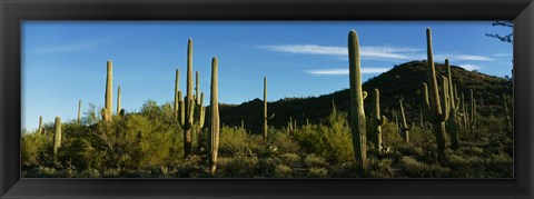 Framed Cactus Print