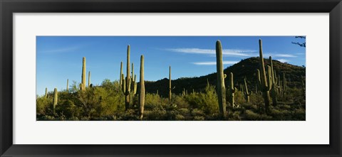 Framed Cactus Print