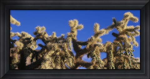 Framed Chainfruit Cholla Cactus Saguaro National Park AZ Print