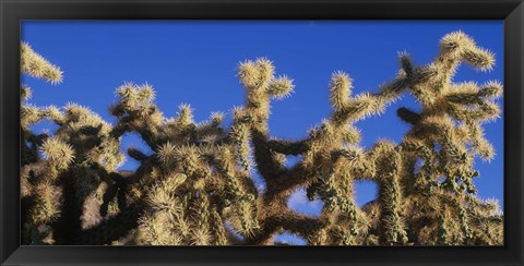 Framed Chainfruit Cholla Cactus Saguaro National Park AZ Print