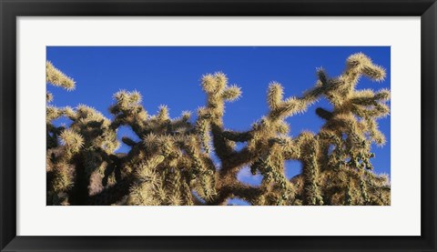 Framed Chainfruit Cholla Cactus Saguaro National Park AZ Print