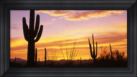 Framed Sunset Saguaro Cactus Saguaro National Park AZ Print