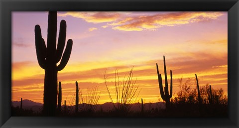 Framed Sunset Saguaro Cactus Saguaro National Park AZ Print