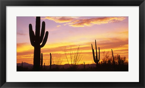 Framed Sunset Saguaro Cactus Saguaro National Park AZ Print