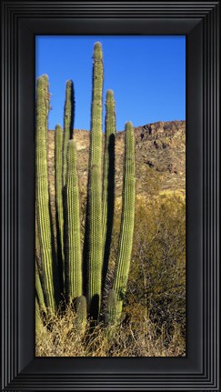 Framed Organ Pipe Cactus in Arizona (vertical) Print