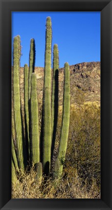 Framed Organ Pipe Cactus in Arizona (vertical) Print