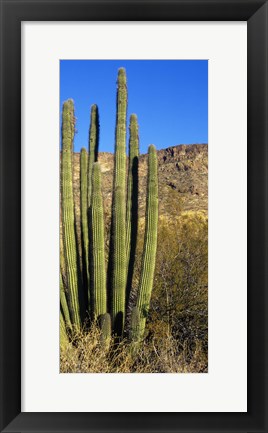 Framed Organ Pipe Cactus in Arizona (vertical) Print