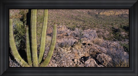 Framed Organ Pipe Cactus in Arizona Print