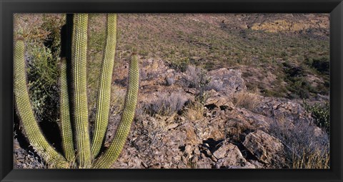 Framed Organ Pipe Cactus in Arizona Print