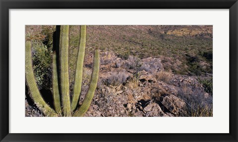 Framed Organ Pipe Cactus in Arizona Print