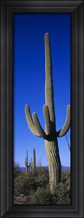 Framed Saguaro Cactus AZ Print