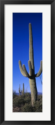 Framed Saguaro Cactus AZ Print