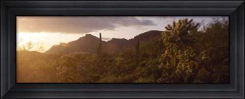 Framed Cholla Cactus in a field, Phoenix, Maricopa County, Arizona, USA Print