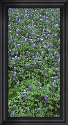 Framed High angle view of plants, Bluebonnets, Austin, Texas, USA Print