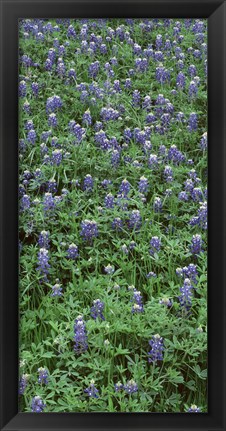 Framed High angle view of plants, Bluebonnets, Austin, Texas, USA Print