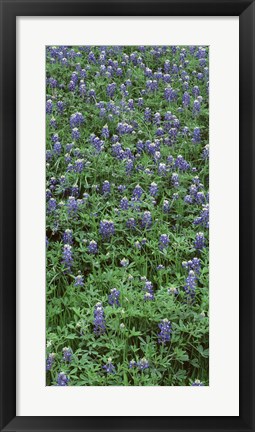 Framed High angle view of plants, Bluebonnets, Austin, Texas, USA Print