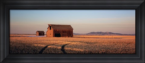 Framed Barn in a field, Hobson, Montana, USA Print